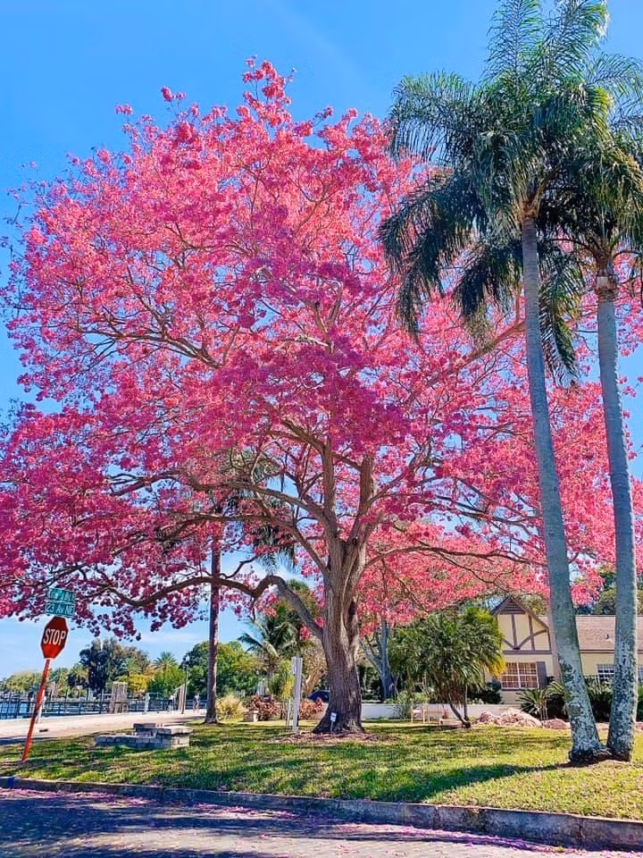 7. Cây cảnh: Kèn hồng. Kèn hồng hay còn gọi là chuông hồng (tên tiếng Anh là Pink Trumpet, tên khoa học là Tabebuia rosea thuộc họ Bignoniaceae (Núc Nác), là chị em của cây chuông vàng (tên tiếng Anh là Yellow Trumpet hay Golden Trunmpet (cây kèn vàng), tên khoa học là Tabebuia Argentea). Ảnh minh họa Reddit 