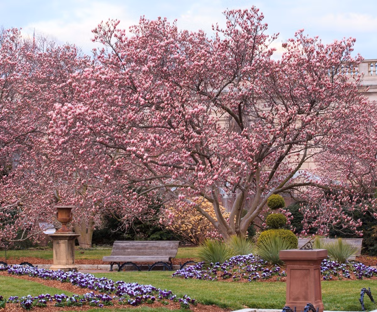  Cây cảnh này là loài thân gỗ sống lâu năm, cao khoảng 2-30m, lá hình bầu dục, có màu xanh đậm, thuôn dài, mọc so le, lá thường rụng vào mùa đông. Ảnh minh họa sylvangardenslandscape