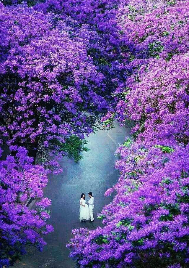  Những chiếc lá mảnh mai như lông vũ xanh tươi, sang trọng và giàu sức sống. Mỗi lần cơn gió qua, những chiếc lá lại tung bay giống như những chiếc lông vũ bay lên trong gió. Ảnh minh họa Toutiao