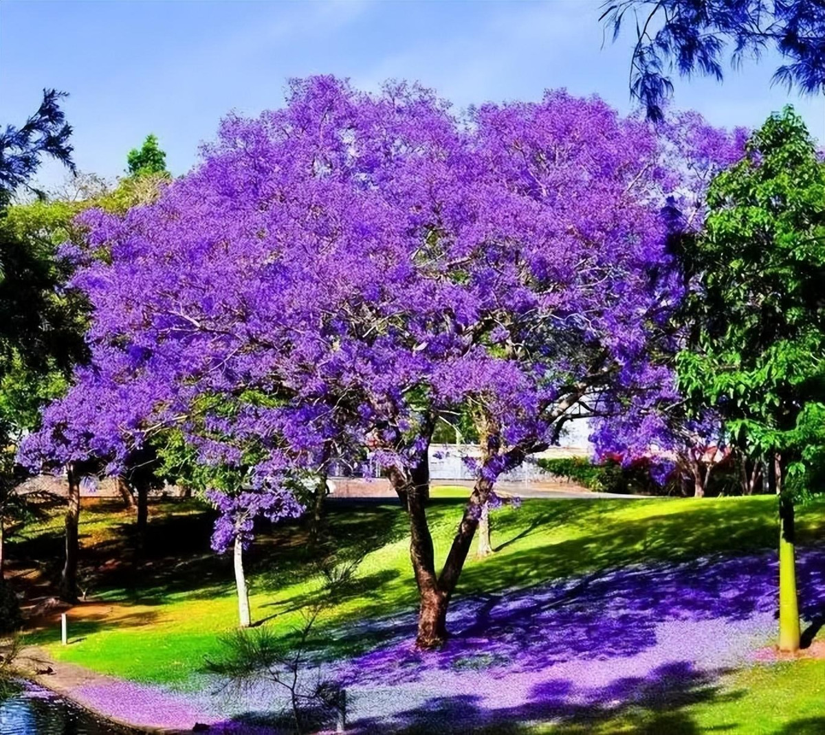 8. Cây cảnh: Phượng tím. Cây cảnh này có tên khoa học là Jacaranda mimosifolia, thuộc họ Chùm ớt (Bignoniaceae ) bao gồm các cây như chùm ớt, núc nác, đào tiên. Ảnh minh họa Toutiao 