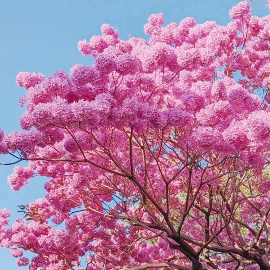  Cây kèn hồng có nguồn gốc xuất xứ từ các quốc gia châu Mỹ, sau đó được du nhập và trồng ở nhiều quốc gia châu Á, trong đó có Thái Lan, Việt Nam. Việt Nam có 1 số con đường kèn hồng được nhiều người biết đến ở TP.HCM, Sóc Trăng... Mỗi khi hoa nở thu hút rất nhiều người đến ngắm cảnh và chụp ảnh. Ảnh minh họa Toutiao 