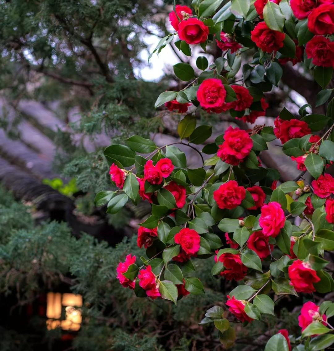  5. Cây cảnh: Hoa trà. Hoa trà (tên tiếng Anh là Camellia) là loại thực vật thuộc chi chè, có nguồn gốc xuất phát từ vùng Đông Á như Nhật Bản, Trung Quốc, Việt Nam. Ngày nay, hoa trà có mặt ở khắp các quốc gia trên thế giới, được rất nhiều người yêu thích. Ảnh minh họa Toutiao 