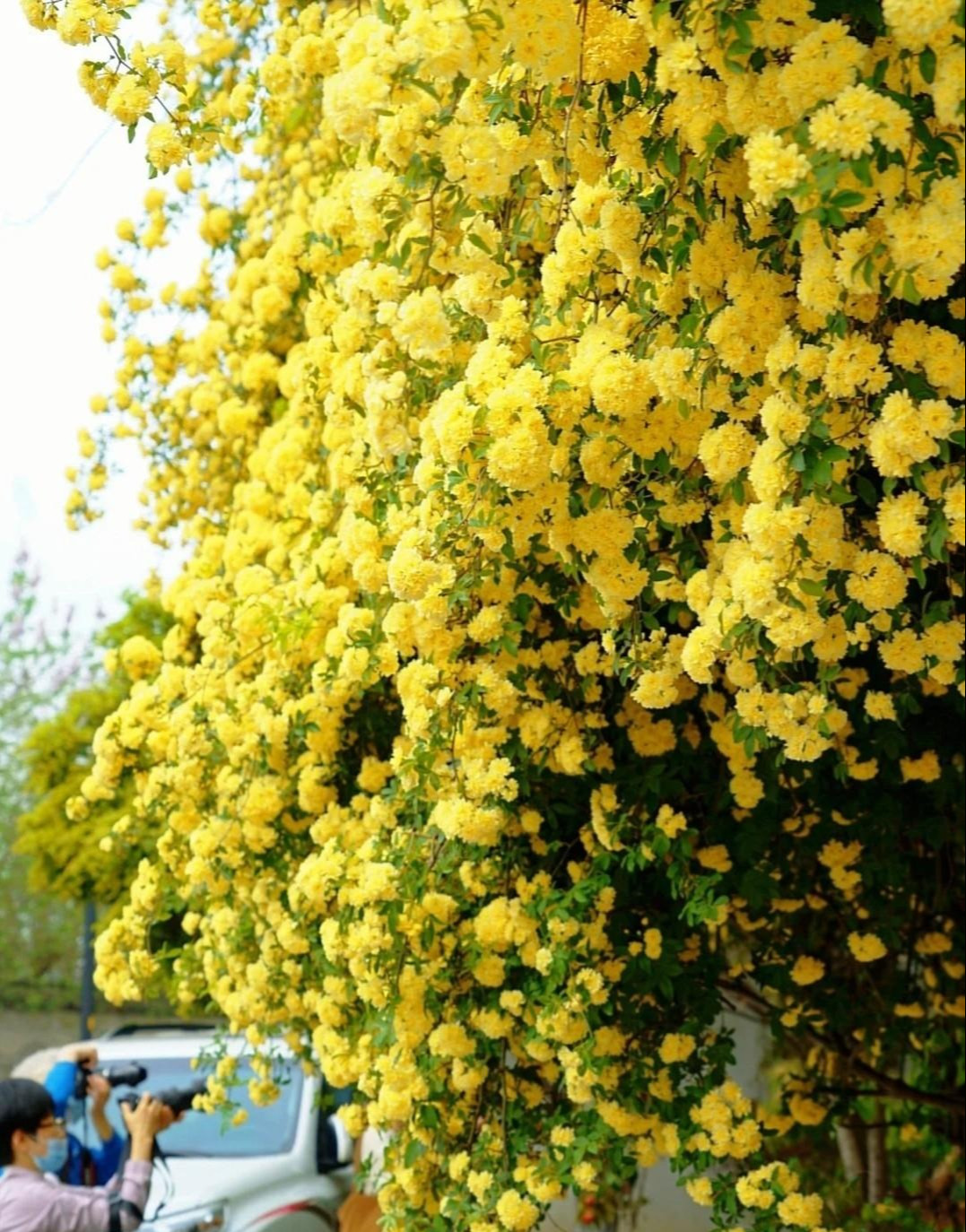  Đây là cây cảnh thuộc họa hoa hồng Rosaceae, có tên tiếng Anh là Rosa Banksiae Lady Banks' rose giặc Banks' rose. Cây cảnh này có nguồn gốc từ miền Trung và miền Tây Trung Quốc nhưng hiện nay được trồng phổ biến nhiều vùng trên thế giới và người yêu cây cảnh Việt cũng đã bắt đầu quen thuộc với cây cảnh này. Ảnh minh họa Toutiao 