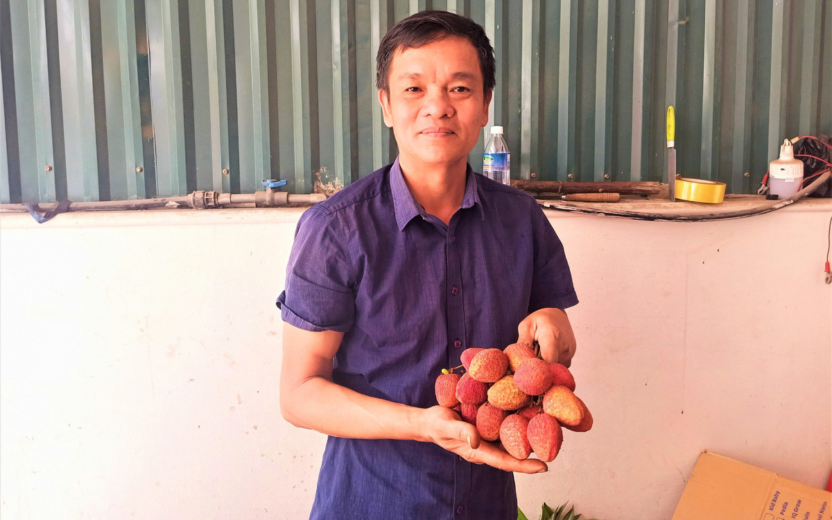 Cái kết ngọt với lão nông trồng giống vải lạ ở Hải Dương Cai ket ngot voi lao nong trong giong vai la o Hai Duong