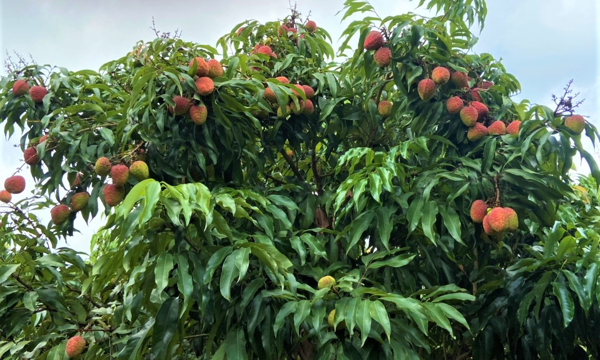 Cái kết ngọt với lão nông trồng giống vải lạ ở Hải Dương - Hình 2 Cai ket ngot voi lao nong trong giong vai la o Hai Duong-Hinh-2