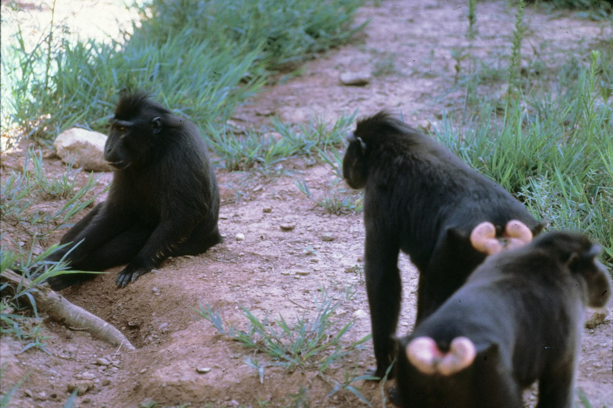 Khỉ đen chai mông (Macaca nigra) dài 52-57 cm, là loài khỉ đặc hữu của đảo Sulawesi, Indonesia. Loài khỉ này có lông đen, mõm dài, mông có chai phồng lên màu hồng. Khối chai mông đặc biệt phồng lớn ở các con cái mùa sinh sản.