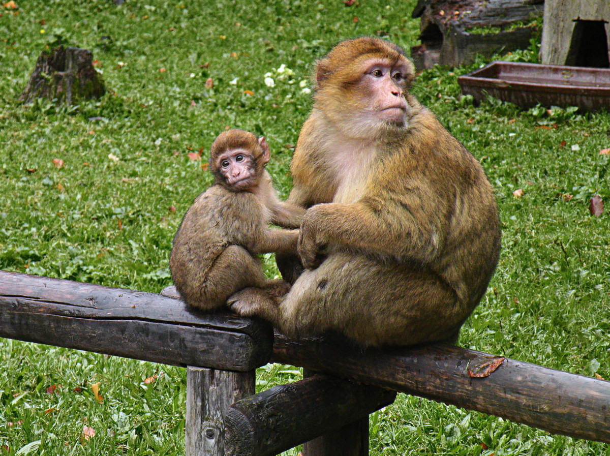 Khỉ Barbary (Macaca sylvanus) dài 45-70 cm, sống trong các khu rừng sồi và tuyết tùng cao ở Algeria và Morocco. Đây là loài khỉ duy nhất trong chi Macaca phân bố bên ngoài châu Á.