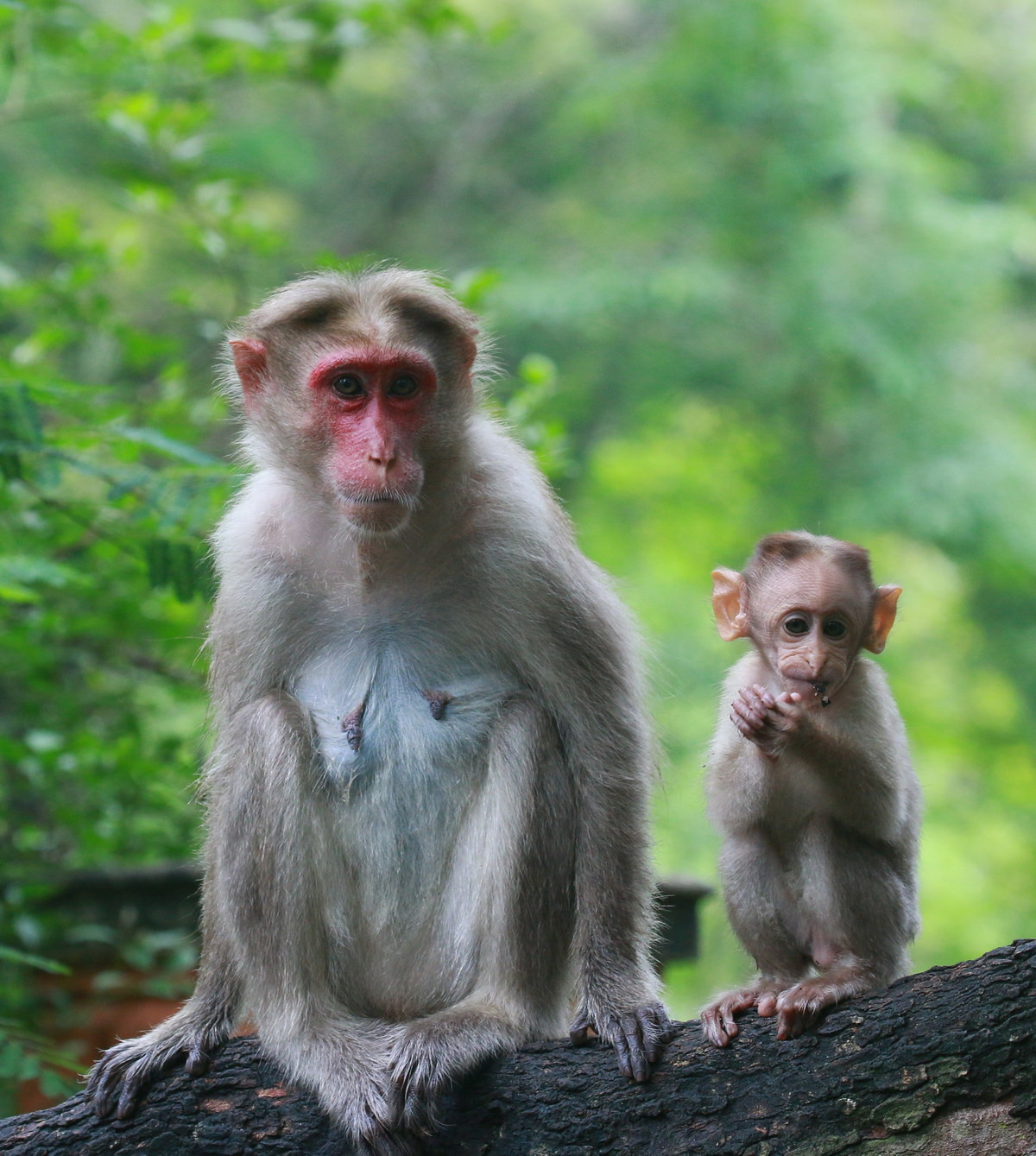 Khỉ mũ Ấn Độ (Macaca radiata) dài 35-60 cm, phân bố ở Nam Ấn Độ. Loài khỉ này thường được nhìn thấy gần nơi cư trú của con người. Chúng là loài ăn tạp và có thể phụ thuộc vào nguồn thức ăn từ con người.