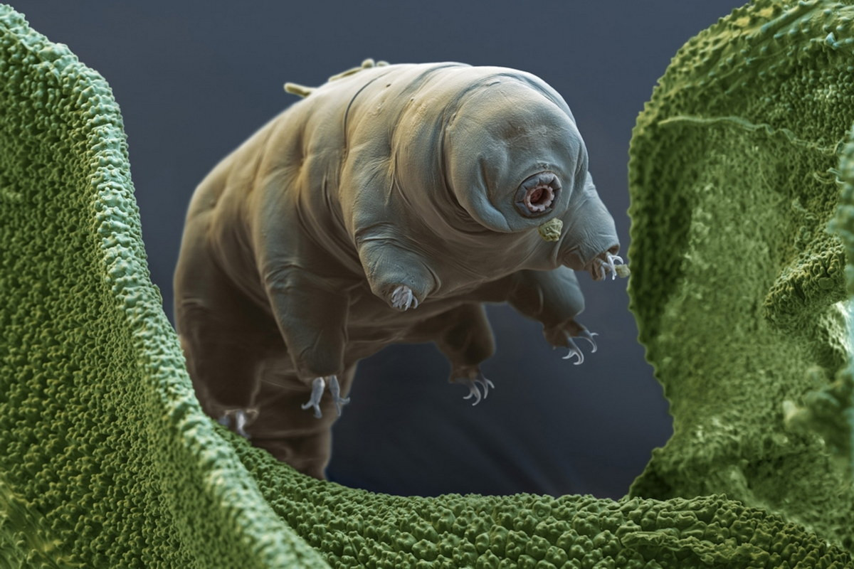 Một tính năng “siêu việt” của Tardigrada là khả năng ngủ đông, tức là chúng có thể tạm thời ngừng phát triển và hoạt động sinh học để chịu đựng những điều kiện khắc nghiệt. Trong giai đoạn này, chúng có thể giữ được sự sống trong nhiều năm. Ảnh: National Geographic.