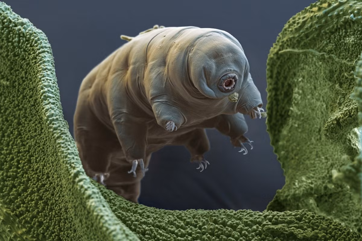Một tính năng “siêu việt” của Tardigrada là khả năng ngủ đông, tức là chúng có thể tạm thời ngừng phát triển và hoạt động sinh học để chịu đựng những điều kiện khắc nghiệt. Trong giai đoạn này, chúng có thể giữ được sự sống trong nhiều năm. Ảnh: National Geographic.