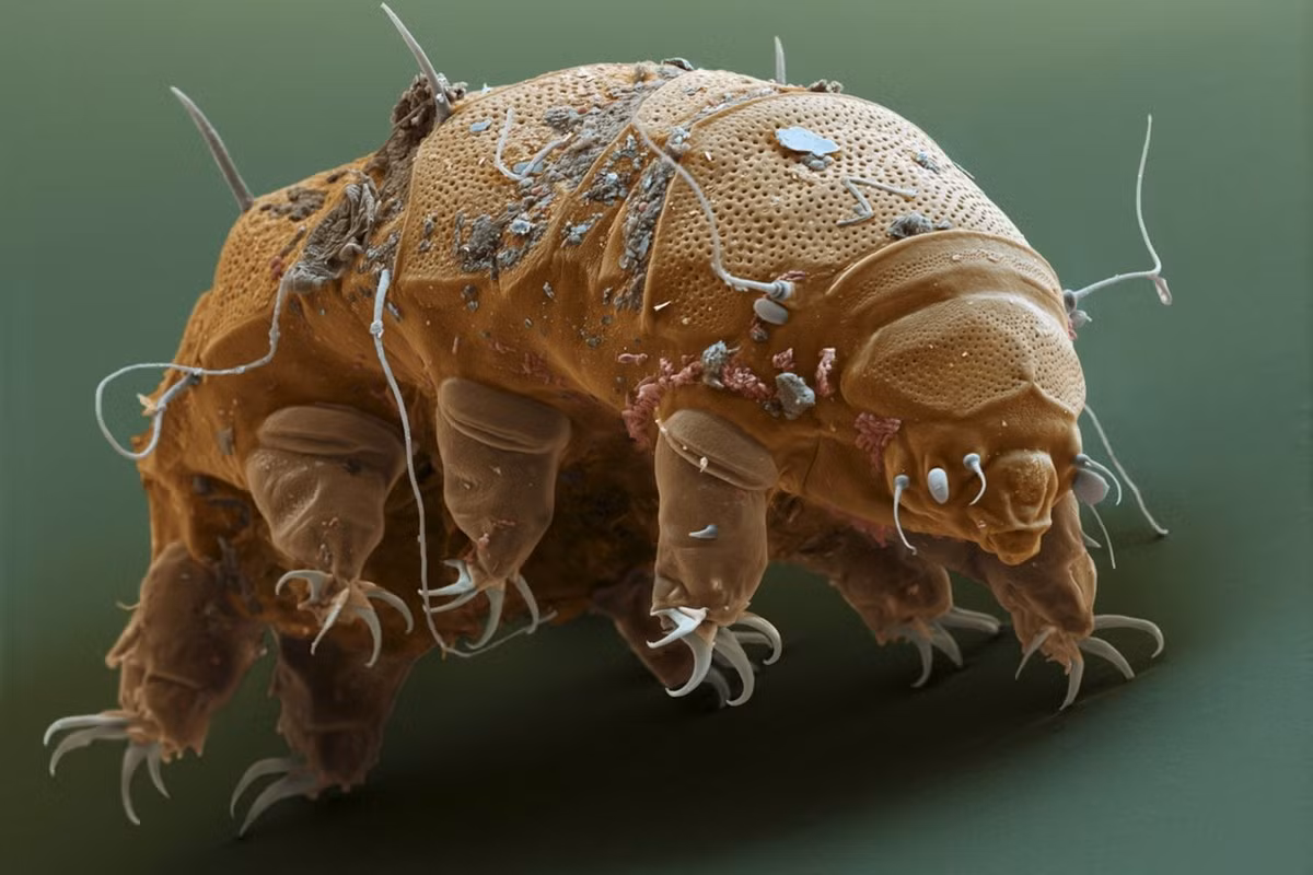 Đó là ngành Đi chậm (Tardigrada), còn được gọi là "gấu nước" hoặc "sinh vật núi lửa". Với khả năng sống sót trong môi trường cực đoan và khả năng chịu đựng đáng kinh ngạc, Tardigrada đã trở thành một đề tài nghiên cứu thú vị trong ngành sinh học. Ảnh: National Geographic.