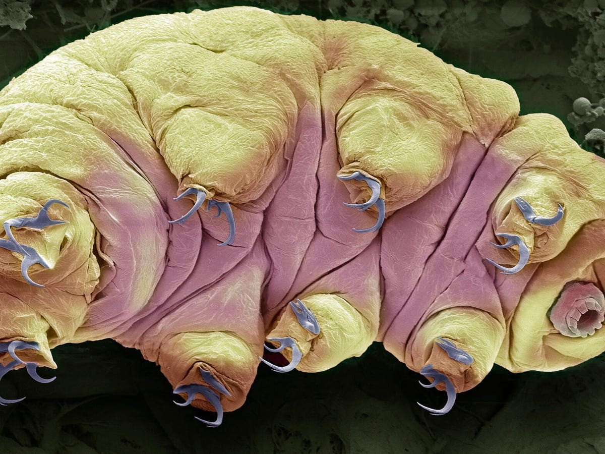 Ngoài ra, Tardigrada cũng được coi là một "sinh vật núi lửa" vì khả năng sống sót trong môi trường mà không loài động vật nào khác sống được. Chúng có thể tồn tại ở nhiệt độ lên tới 150°C, tương đương với điều kiện nhiệt độ trong các khe núi lửa. Ảnh: CNET.