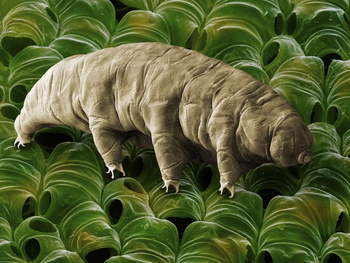 Kết quả đã khiến người ta kinh ngạc khi phát hiện ra rằng Tardigrada không chỉ sống sót sau khi được phơi bức xạ trong không gian, mà còn tiếp tục sinh sản một cách bình thường. Ảnh: The New York Times.