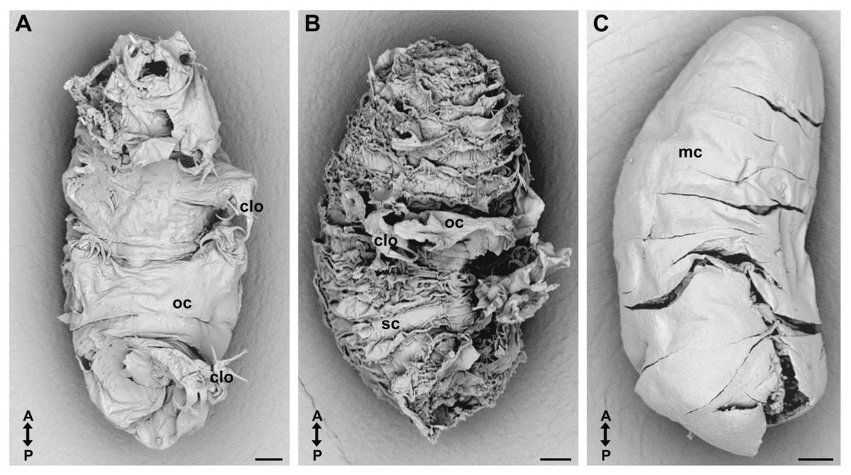 Các tính năng độc đáo khác của Tardigrada cũng có thể cung cấp cơ sở để tạo ra các vật liệu chịu đựng trong môi trường khắc nghiệt hoặc phát triển các công nghệ chống vi khuẩn. Ảnh: MDPI.
