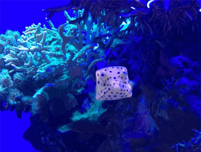 Vi sao ca noc hom vang co the boi voi co the hinh hop?-Hinh-2