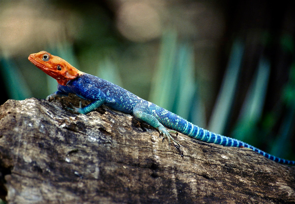 Nhông đá đầu đỏ (Agama agama) dài 40 cm, phân bố ở miền trung của châu Phi. Chúng có màu xám vào ban đêm và trở nên rực rỡ vào ban ngày khi ánh nắng chiếu vào. Các con đực đọ màu da sặc sỡ trong các cuộc tranh chấp lãnh thổ.