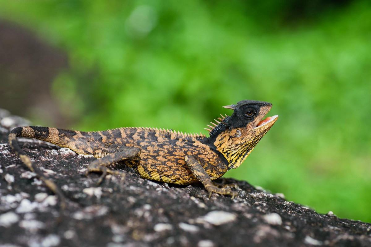 Ô rô vảy (Acanthosaura crucigera) dài 26 cm, phân bố ở Đông Nam Á (gồm Việt Nam). Các con đực của loài bò sát chậm chạp này dùng gai dài trên cổ khi giao chiến với nhau.