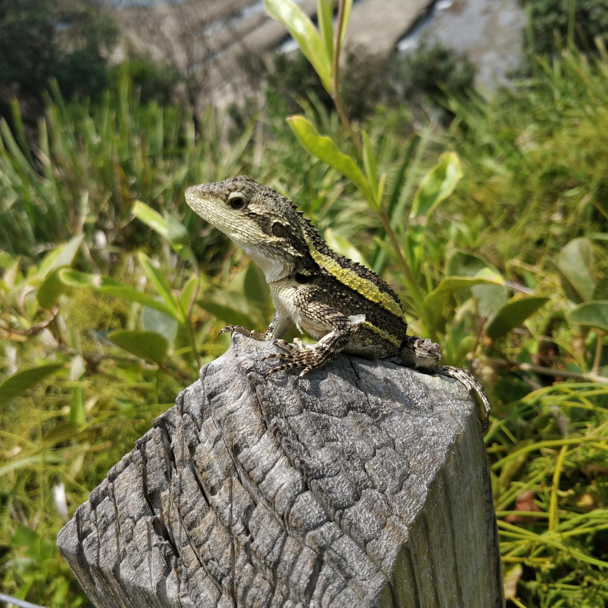 Nhông cây vân xanh (Japalura splendida) dài 20 cm, phân bố ở miền Nam Trung Quốc. Loài nhông này sống ở các khu rừng ẩm trên núi. Chúng được nhận biết nhờ hai dải màu xanh trên lưng.