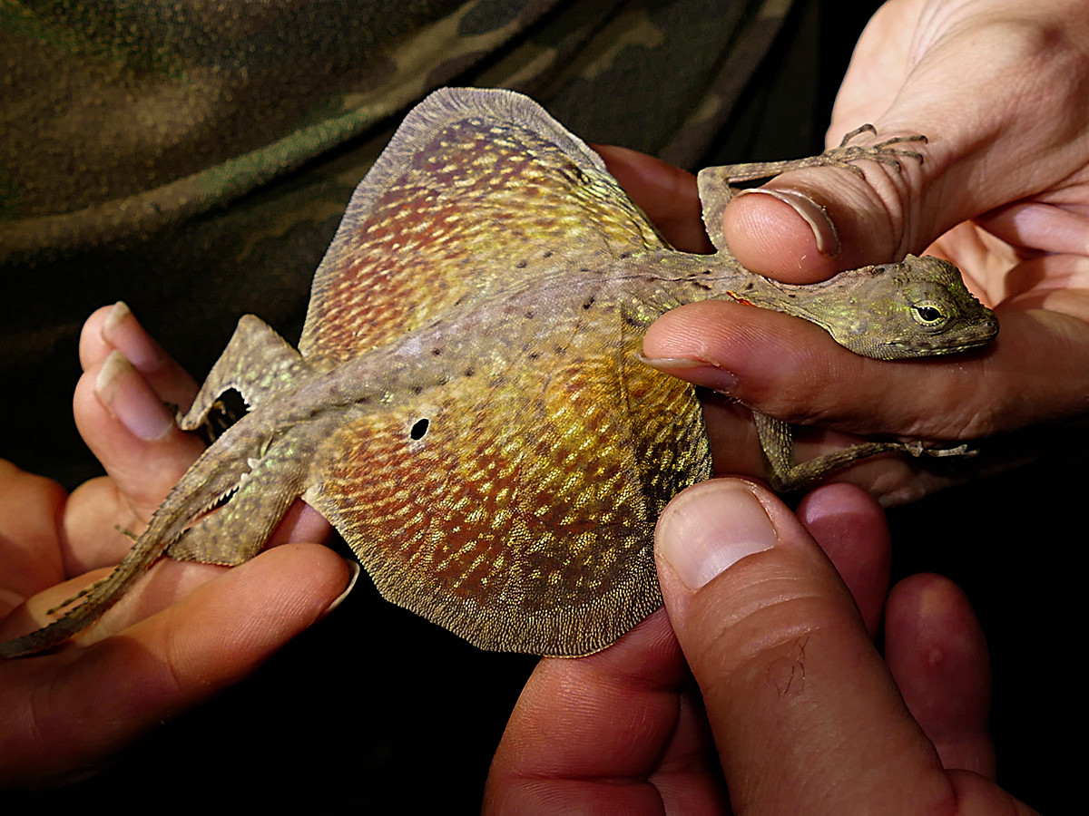 Thằn lằn bay Blandford (Draco blanfordii) dài 20-35 cm, phân bố ở Nam Trung Quốc và Đông Nam Á (gồm Việt Nam). Hai bên sườn loài này có có mảng da lớn dược nâng đỡ bởi 5 xương sườn nhỏ, sẽ căng ra khi chúng lượn giữa các cành cây trong rừng.