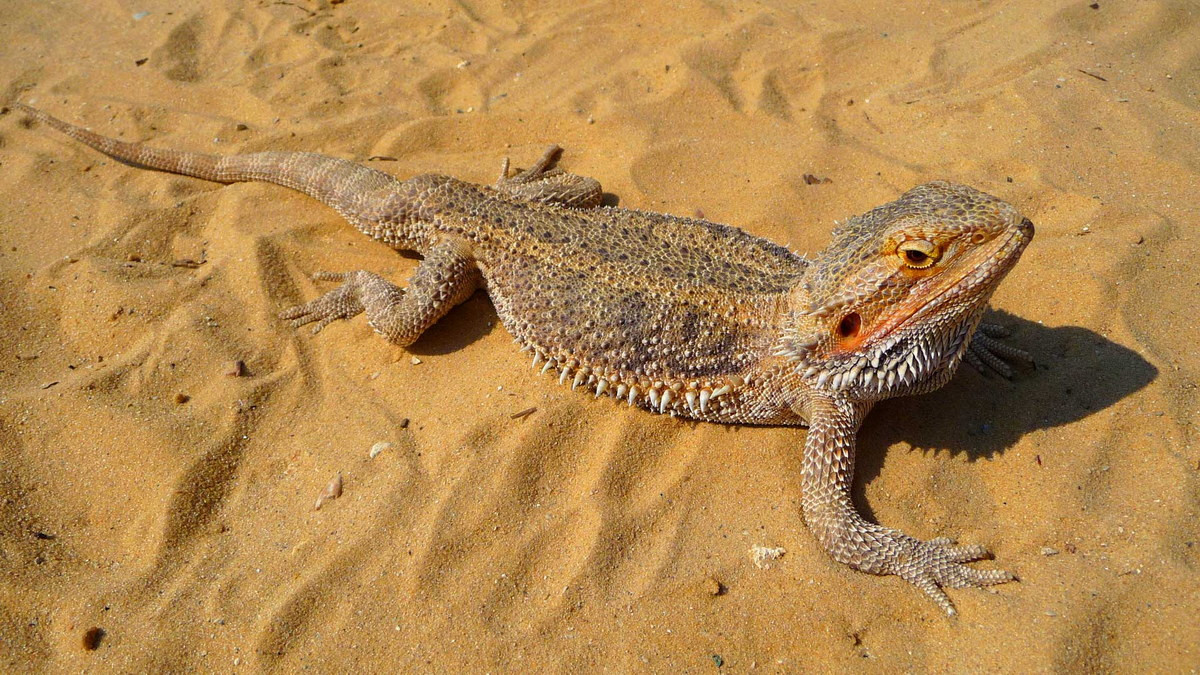 Nhông râu trung Australia (Pogona vitticeps) dài 50 cm, sống trong rừng khô miền trung Australia. Chúng có "chòm râu" dưới hàm là những chiếc gai tua tủa.