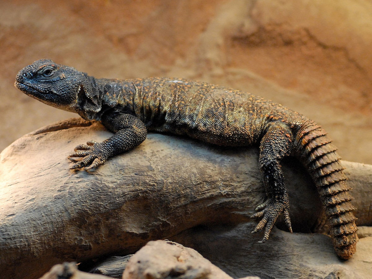 Thằn lằn đuôi gai Bắc Phi (Uromastyx acanthinura) dài 40 cm, phân bố ở Bắc Phi. Loài nhông này sống trong môi trường sa mạc khắc nghiệt. Chúng sử dụng cái đuôi dạng chùy đầy gai để tự vệ.