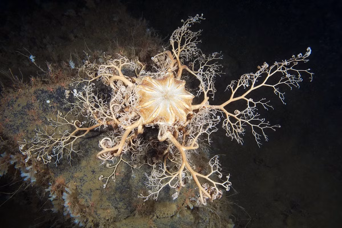 Đuôi rắn đầu Gorgon (Gorgonocephalus caputmedusae) dài 20-25 cm, phổ biến ở các vùng bờ biển châu Âu. Loài này có những cánh tay phân nhánh như những con rắn cuộn tròn. Các cá thể lớn thường xuất hiện ở nơi dòng biển chảy mạnh, dồi dào thức ăn.