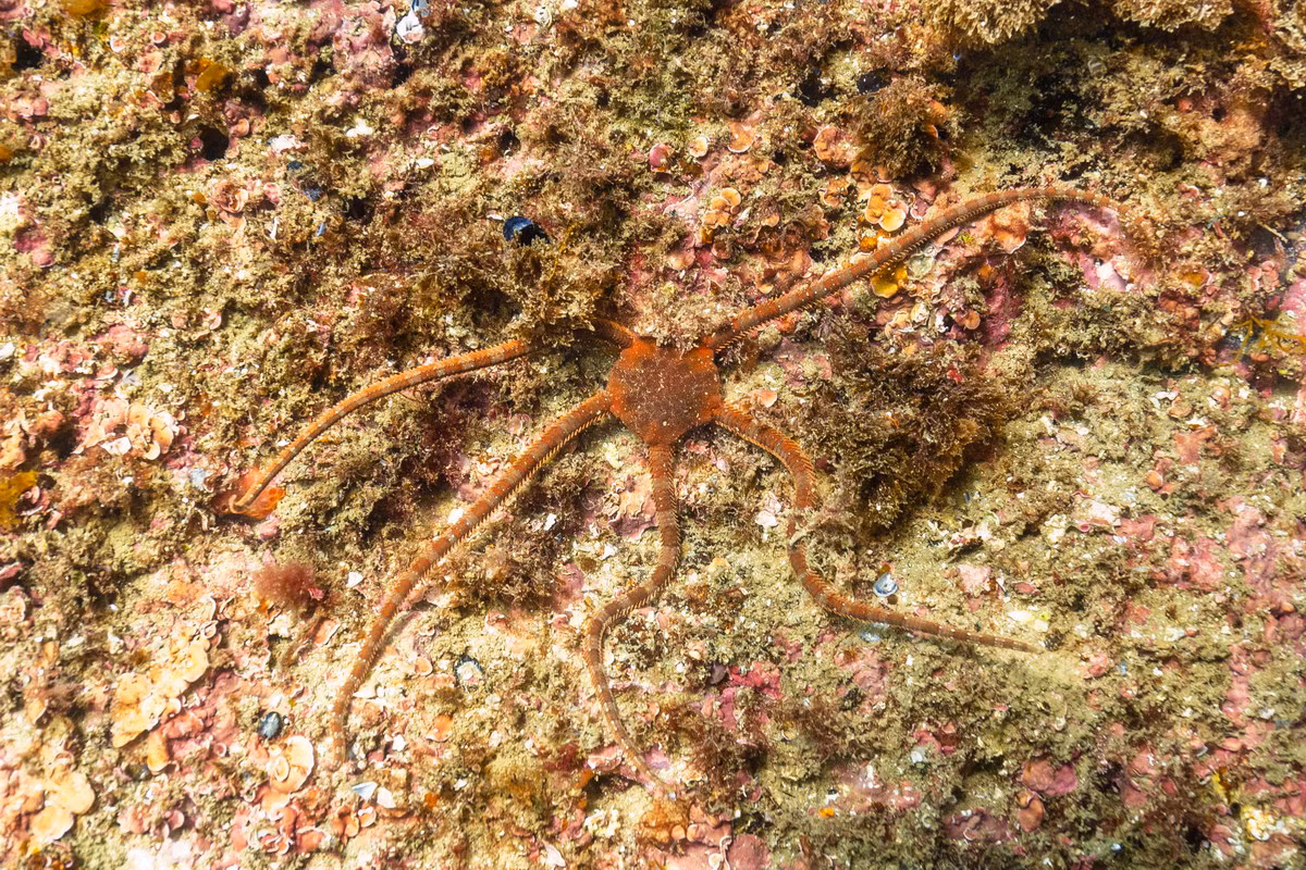 Đuôi rắn gai ngắn (chi Ophioderma) dài 20-30 cm, sống trong những thảm cỏ ngập nước ven bờ Đại Tây Dương. Gai của loài này trong chi này ngắn hơn các loài sao biển đuôi rắn khác. Chúng ăn các động vật không xương sống như tôm.