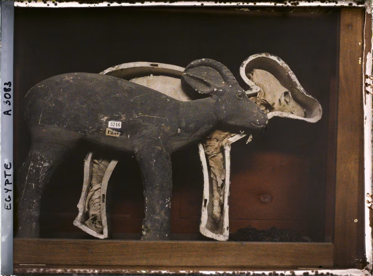 Quan tài và xác ướp linh dương.