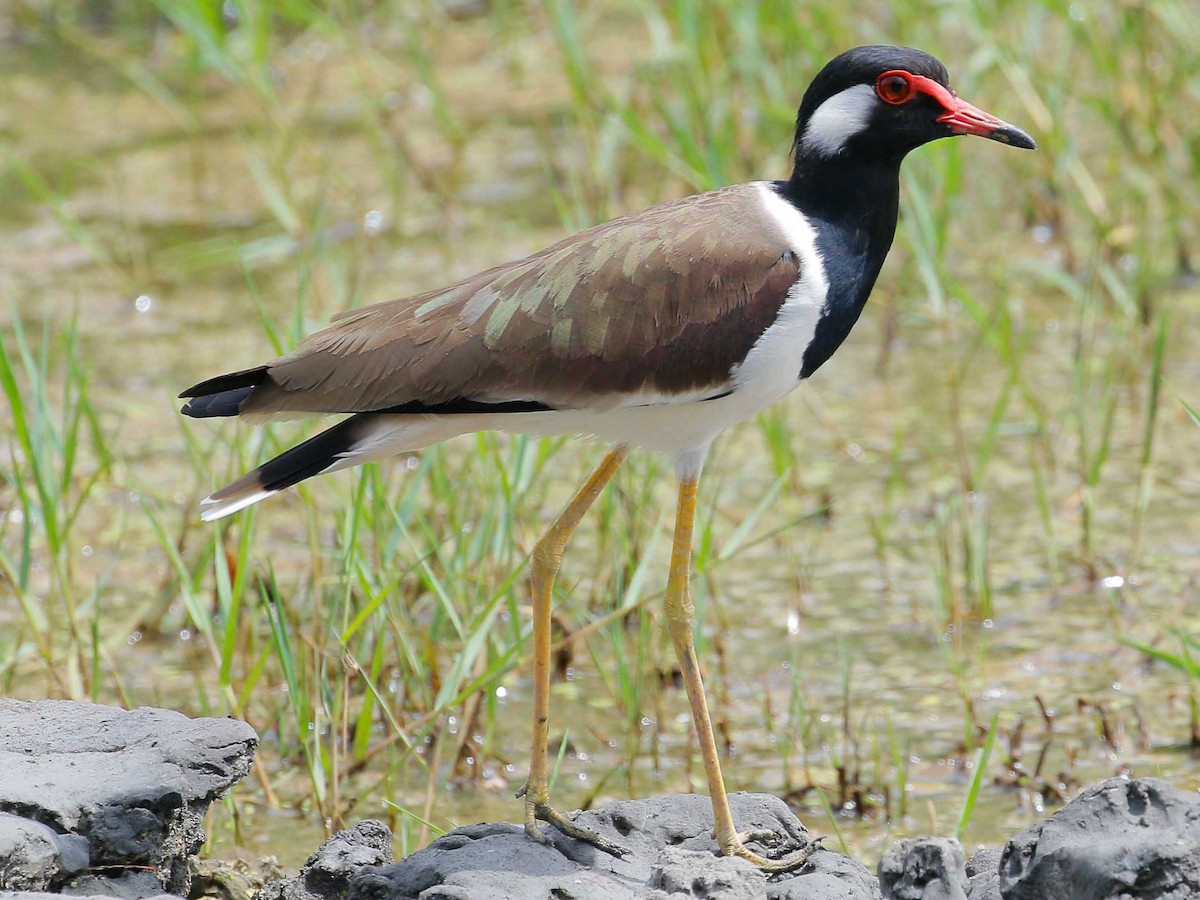 Te vặt (Vanellus indicus) dài 31-35 cm, là loài định cư, không phổ biến đến phổ biến trong cả nước, gặp nhiều hơn ở Nam Bộ. Chúng sống ở đầm lầy, hồ, các sông lớn, nơi canh tác nông nghiệp.