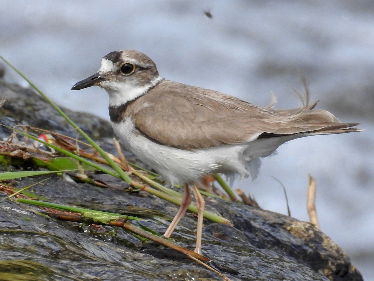 Choi choi lớn (Charadrius placidus) dài 19-21 cm, là loài trú đông hiếm đến không phổ biến tại Đông Bắc, Trung Trung Bộ. Chúng được ghi nhận ở ven các con sông lớn, nơi canh tác khô hạn, bãi bùn lầy ven sông, bãi biển.