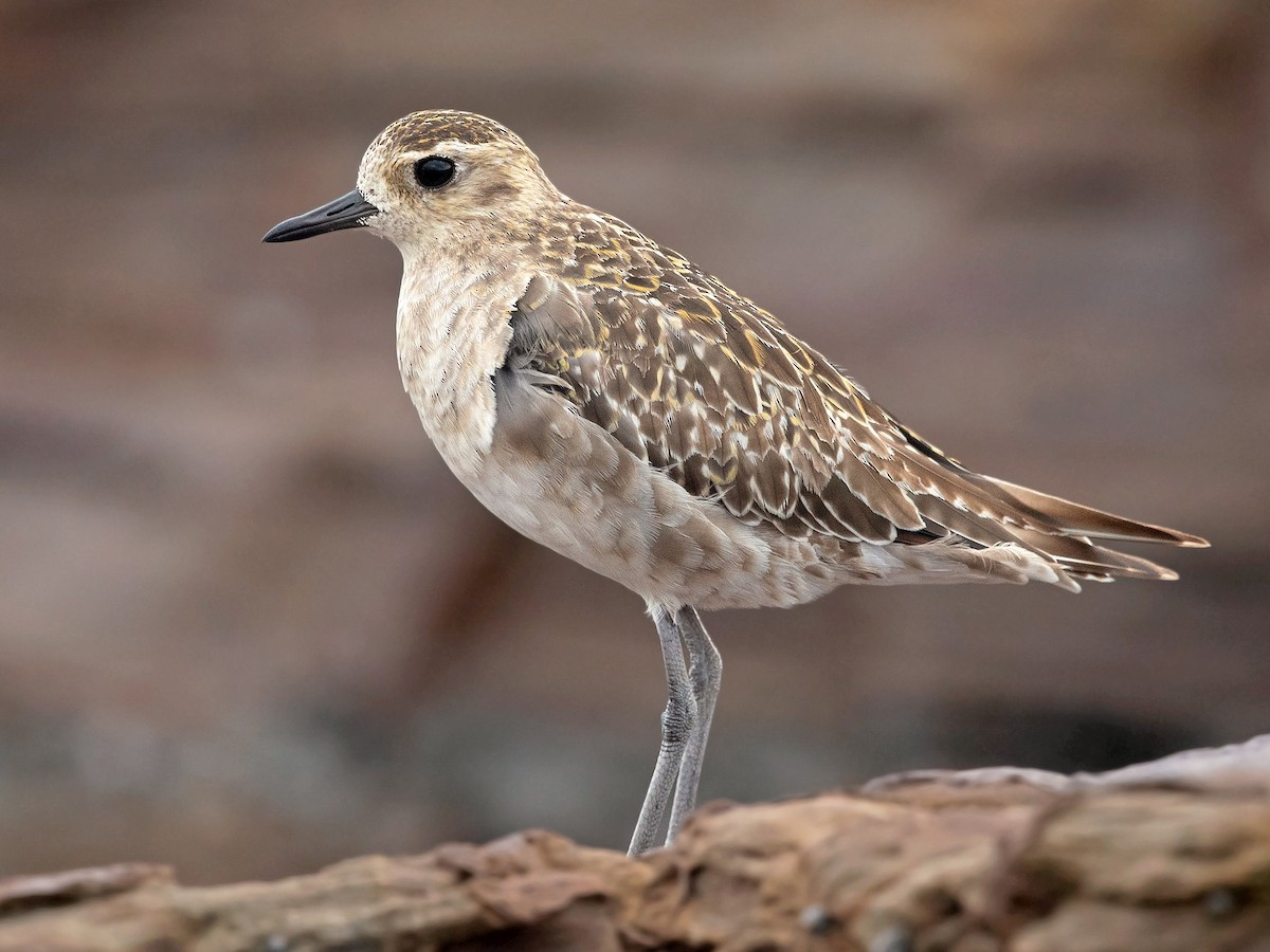 Choi choi vàng (Pluvialis fulva) dài 23-26 cm, là loài trú đông không phổ biến đến tương đối phổ biến trong cả nước, di cư qua Tây Bắc và Đông Bắc. Sinh cảnh của loài chim choi choi này là vùng ven biển, khu vực khô ráo, vùng canh tác đất thấp. Ảnh: eBird.