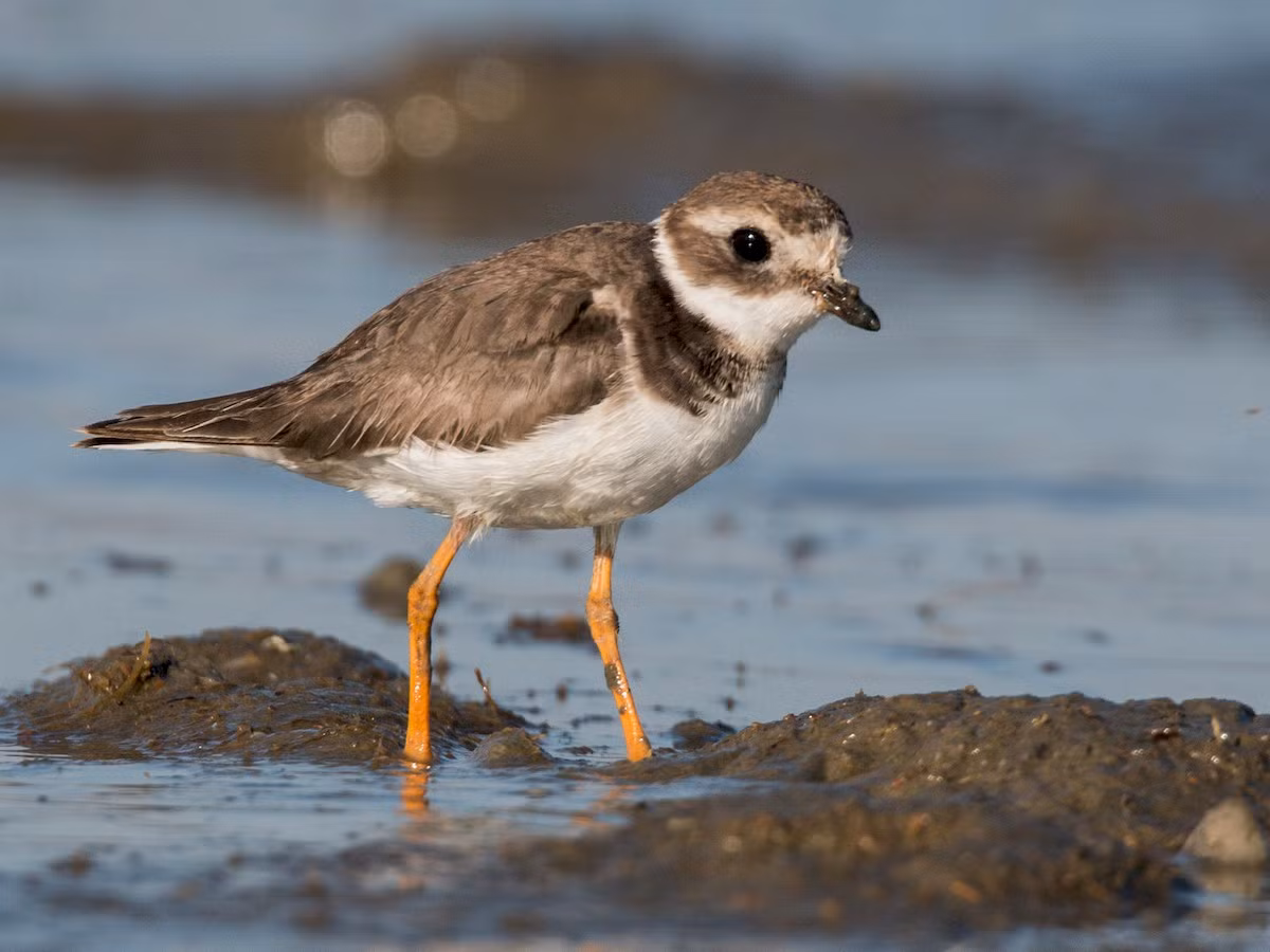 Choi choi chân vàng (Charadrius hiaticula) dài 18-20 cm, là loài lang thang tại Đông Bắc. Chúng sống ở đầm lầy, bãi triều, các ao nuôi trồng thủy hải sản ven biển, bờ các con sông lớn.