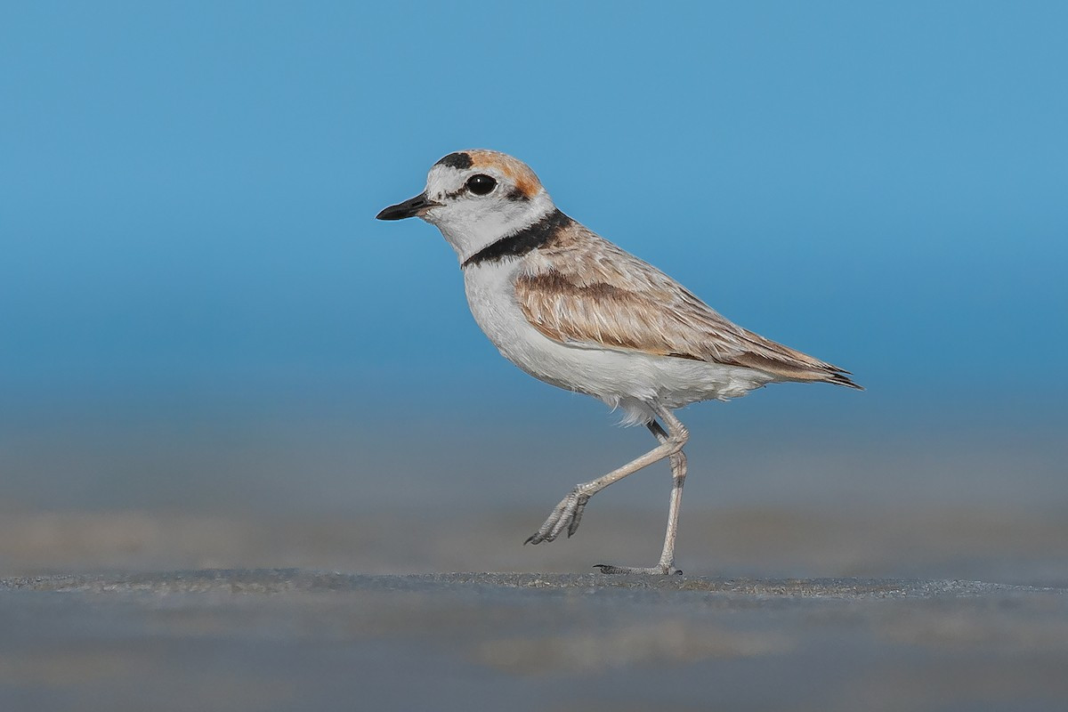 Choi choi lưng đen (Charadrius peronii) dài 14-16 cm, là loài định cư tương đối hiếm tại Nam Bộ. Chúng được ghi nhận ở các bãi biển vắng vẻ, các vùng cát và sình lầy ven biển, thường đi theo đôi. Tình trạng bảo tồn: Sắp bị đe dọa (Sách Đỏ IUCN).