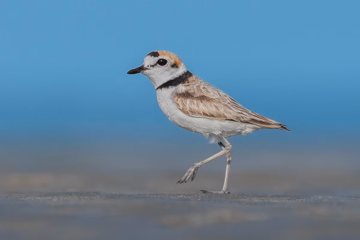 Choi choi lưng đen (Charadrius peronii) dài 14-16 cm, là loài định cư tương đối hiếm tại Nam Bộ. Chúng được ghi nhận ở các bãi biển vắng vẻ, các vùng cát và sình lầy ven biển, thường đi theo đôi. Tình trạng bảo tồn: Sắp bị đe dọa (Sách Đỏ IUCN).