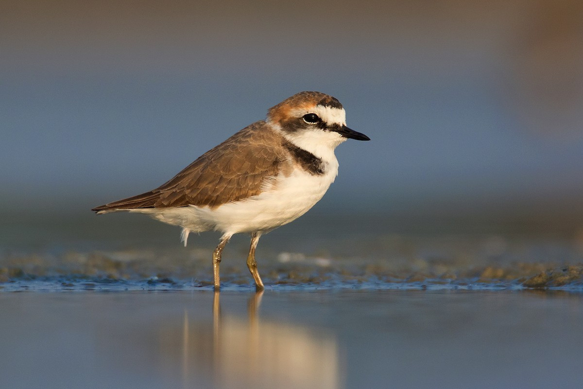 Choi choi khoang cổ (Charadrius alexandrinus) dài 15-18 cm, là loài định cư tương đối phổ biến tại Trung Bộ, trú đông không phổ biến đến phổ biến tại Đông Bắc, Trung Bộ và Nam Bộ, di cư qua Đông Bắc. Chúng sống ở bãi biển, các vùng cát và sình lầy ven biển, sông, hồ lớn.