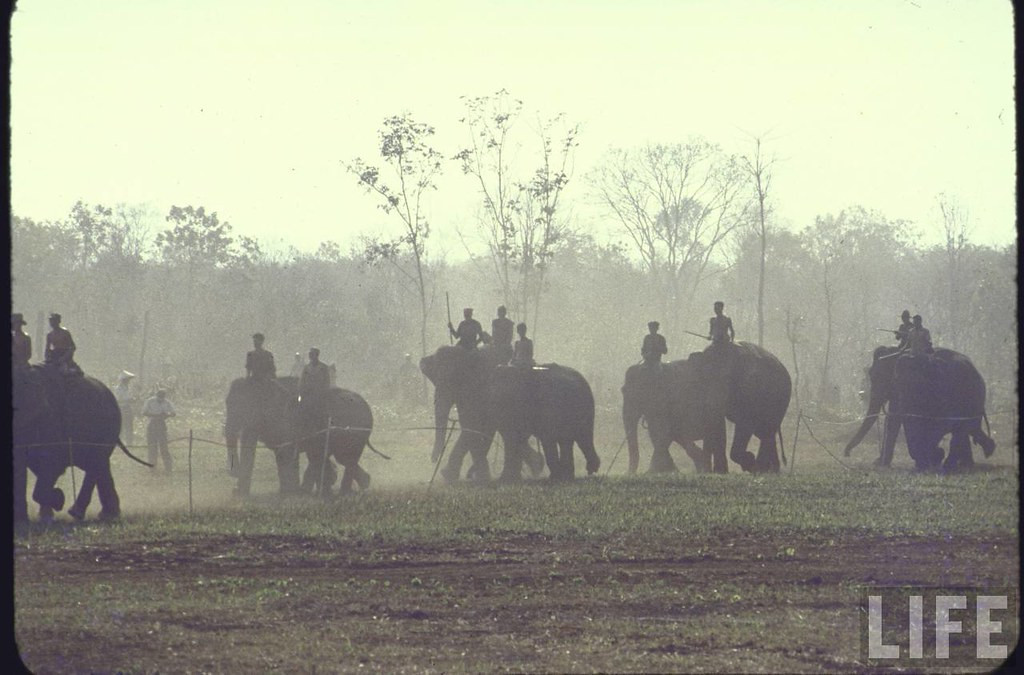 Những chú voi tham gia cuộc đua voi mừng năm mới.