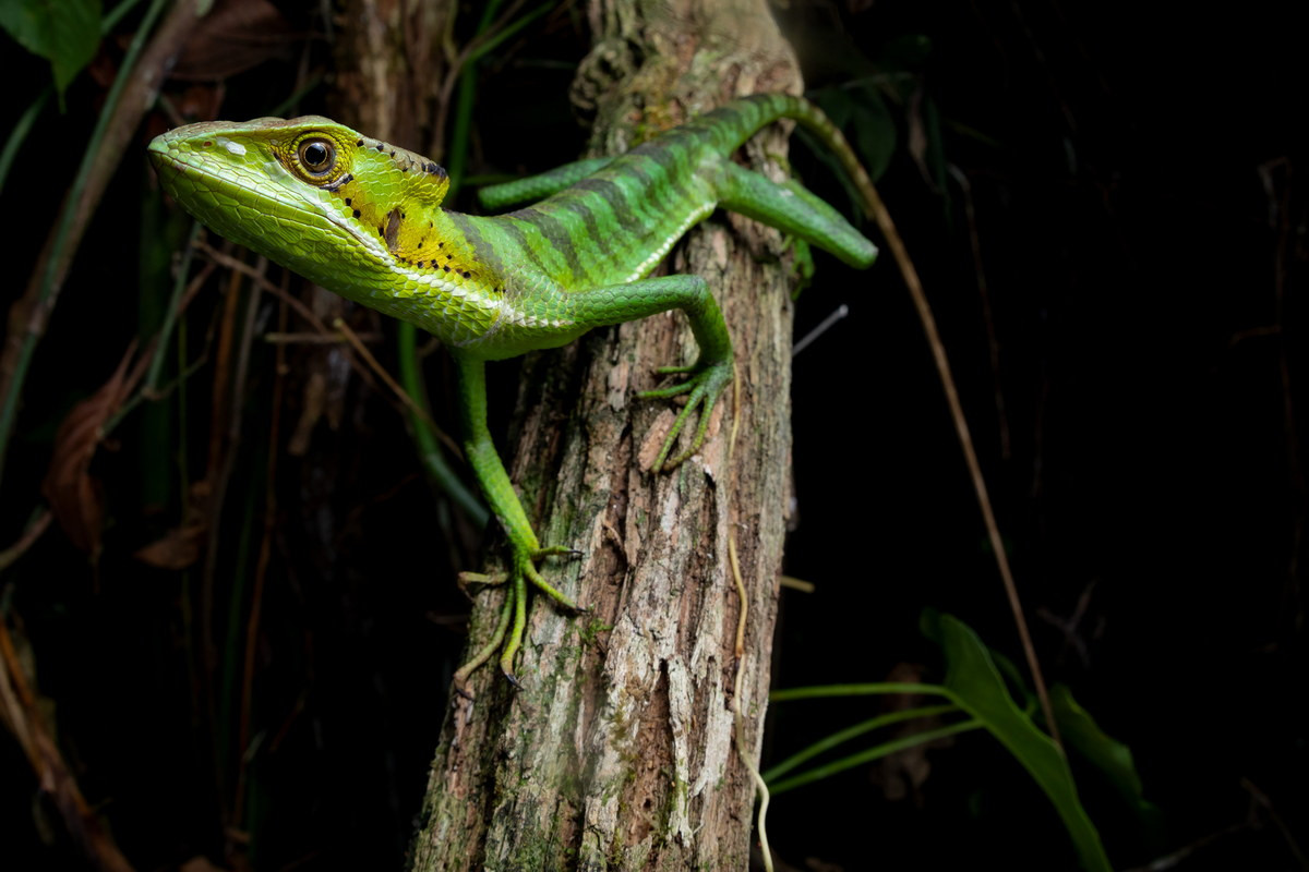 Cự đà đầu côn Trung Mỹ (Laemanctus longipes) thuộc họ Cự đà mũ, dài 70 cm, phân bố ở Trung Mỹ. Loài thằn lằn ăn côn trùng này sống trong nhóm nhỏ, gồm một con đực và hai đến ba con cái.