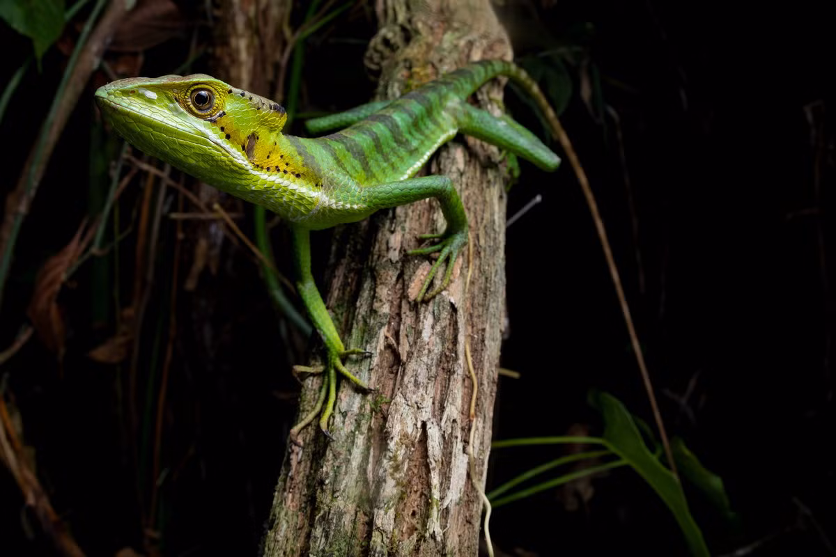 Cự đà đầu côn Trung Mỹ (Laemanctus longipes) thuộc họ Cự đà mũ, dài 70 cm, phân bố ở Trung Mỹ. Loài thằn lằn ăn côn trùng này sống trong nhóm nhỏ, gồm một con đực và hai đến ba con cái.