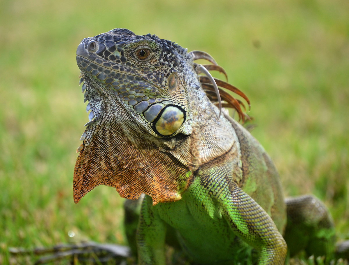 Cự đà xanh (Iguana iguana) thuộc họ Cự đà, dài 2 mét, phân bố rộng ở Trung và Nam Mỹ. Loài bò sát có kích thước lớn này ăn thực vật. Con đực bảo vệ lãnh thổ bằng cách gật đầu thật mạnh để phô trương ưu thế.