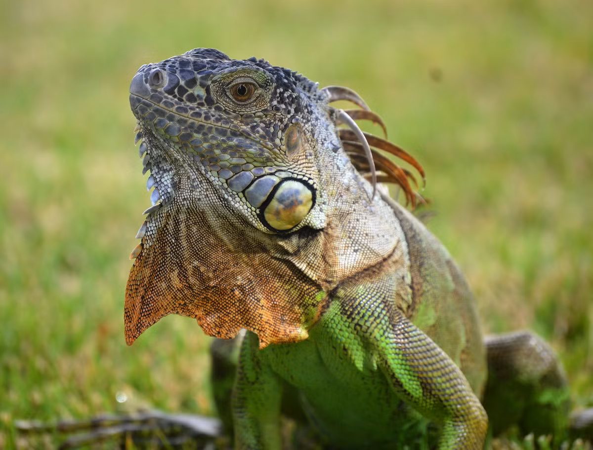 Cự đà xanh (Iguana iguana) thuộc họ Cự đà, dài 2 mét, phân bố rộng ở Trung và Nam Mỹ. Loài bò sát có kích thước lớn này ăn thực vật. Con đực bảo vệ lãnh thổ bằng cách gật đầu thật mạnh để phô trương ưu thế.