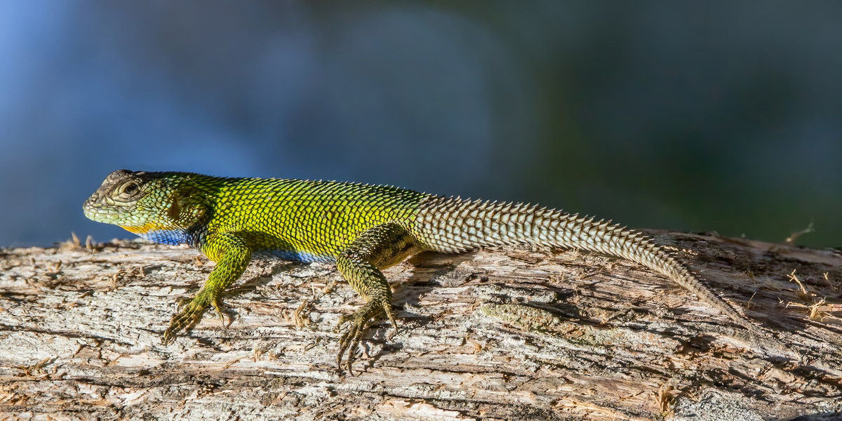Cự đà gai vảy xanh (Sceloporus malachiticus) thuộc họ Cự đà gai vảy Bắc Mỹ, dài 20 cm, phân bố ở Trung Mỹ. Loài thằn lằn sống trên cây và hoạt động ban ngày này có lớp vảy cứng và nhọn chĩa lên, khiến chúng như có gai khắp người.