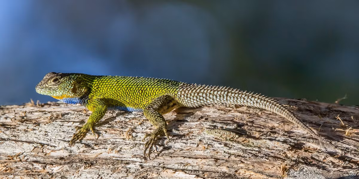 Cự đà gai vảy xanh (Sceloporus malachiticus) thuộc họ Cự đà gai vảy Bắc Mỹ, dài 20 cm, phân bố ở Trung Mỹ. Loài thằn lằn sống trên cây và hoạt động ban ngày này có lớp vảy cứng và nhọn chĩa lên, khiến chúng như có gai khắp người.