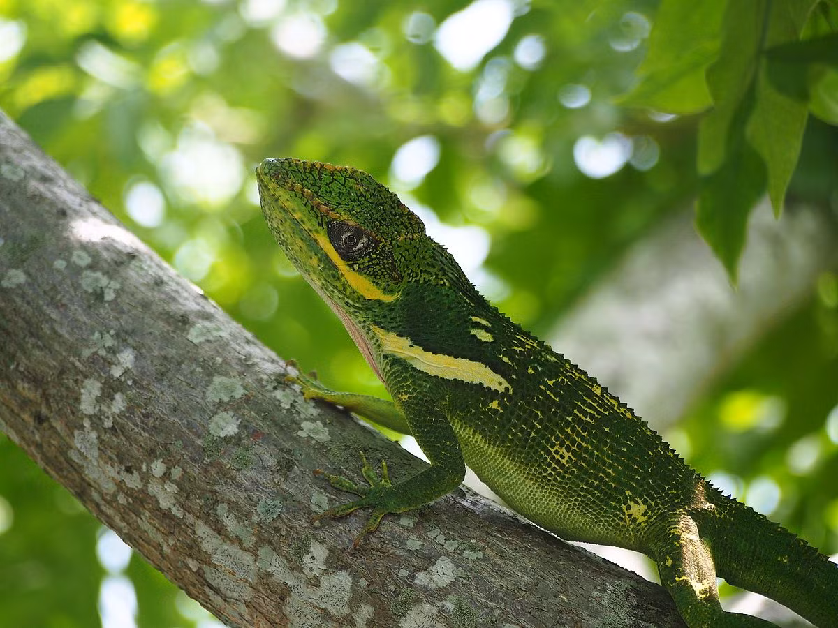 Nhông Anolis hiệp sĩ (Anolis equestris) thuộc họ Nhông Anolis, dài 50 cm, là động vật đặc hữu của Cuba. Loài lớn nhất trong chi Anolis này có thể leo trèo trên những bức tường trơn nhờ đệm dính ở ngón chân. Cả hai giới của chúng đều bảo vệ lãnh thổ rất hung hăng.
