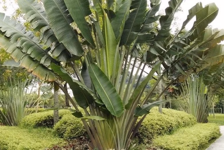 3 cay trong truoc nha de gap hoa, chuyen ra sau con chau huong phuc