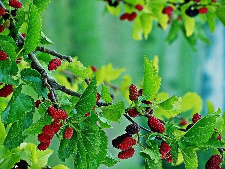 3 cay trong truoc nha de gap hoa, chuyen ra sau con chau huong phuc-Hinh-2