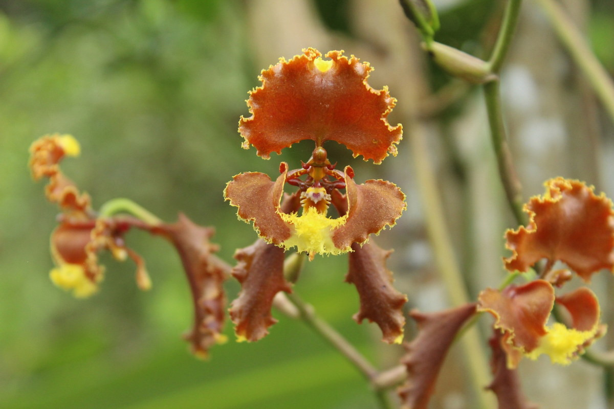  Phong lan vũ nữ xù (Otoglossum brevifolium). Nguồn gốc: Từ Colombia đến Peru. Đặc điểm nổi bật: Các lá đài của hoa có viền màu vàng, lượn sóng, xòe rộng và có màu nâu hạt dẻ; cánh hoa có viền mỏng màu vàng với môi màu vàng có các mảng màu nâu đỏ ở gốc.
