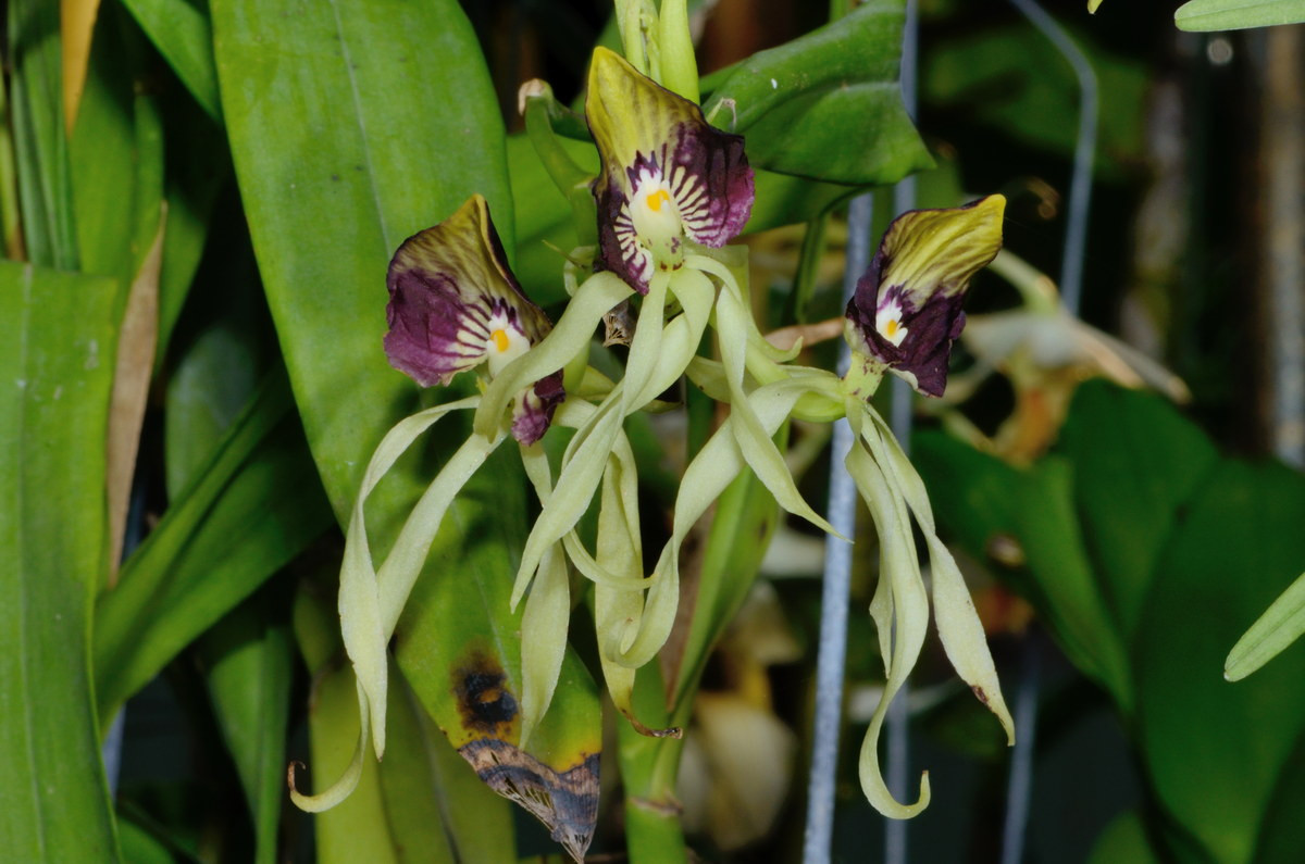  Phong lan vỏ sò (Prosthechea cochleata). Nguồn gốc: Khu vực Caribbean. Đặc điểm nổi bật: Các lá đài và cánh hoa có màu vàng lục, xoắn và hướng xuống dưới, môi thẳng đứng và có màu vàng với các sọc đậm màu tím đỏ hợp nhất ở rìa; hoa nở liên tục trong 6 tháng.