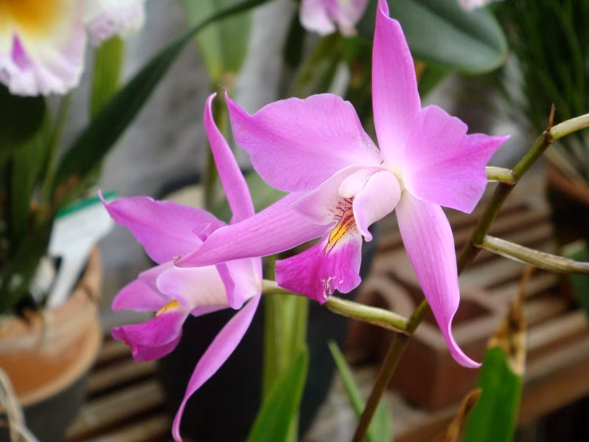  Phong lan Halloween (Laelia gouldiana). Nguồn gốc: Bang Hidalgo của Mexico. Đặc điểm nổi bật: Hoa có màu tím sáng đến hồng tím; thùy giữa của môi ba thùy sẫm màu hơn với vệt màu vàng có các đốm hoặc sọc đỏ.