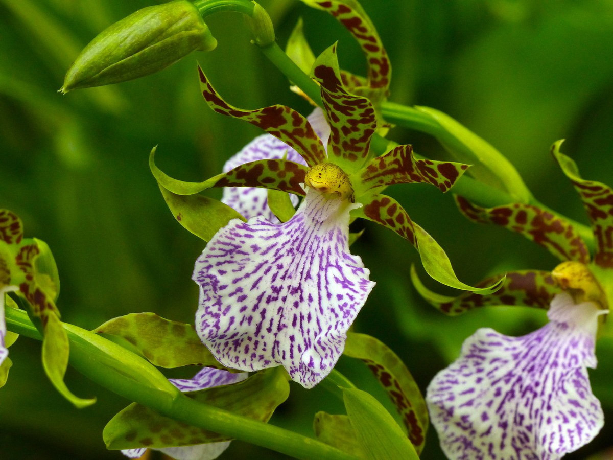  Phong lan núi mèo đóm (Zygopetalum maculatum). Nguồn gốc: Từ Bắc Peru đến Bolivia và Đông Brazil. Đặc điểm nổi bật: Các lá đài và cánh hoa có màu xanh lục, được bao phủ bởi các đốm và vạch màu đỏ; môi có một thùy lớn duy nhất với các đường gân màu trắng và tím.