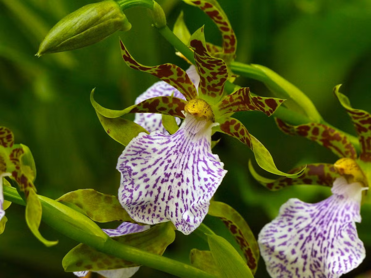  Phong lan núi mèo đóm (Zygopetalum maculatum). Nguồn gốc: Từ Bắc Peru đến Bolivia và Đông Brazil. Đặc điểm nổi bật: Các lá đài và cánh hoa có màu xanh lục, được bao phủ bởi các đốm và vạch màu đỏ; môi có một thùy lớn duy nhất với các đường gân màu trắng và tím.
